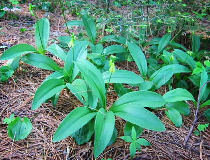 Adirondack Wildflowers:  Clintonia blooming at the Paul Smiths VIC